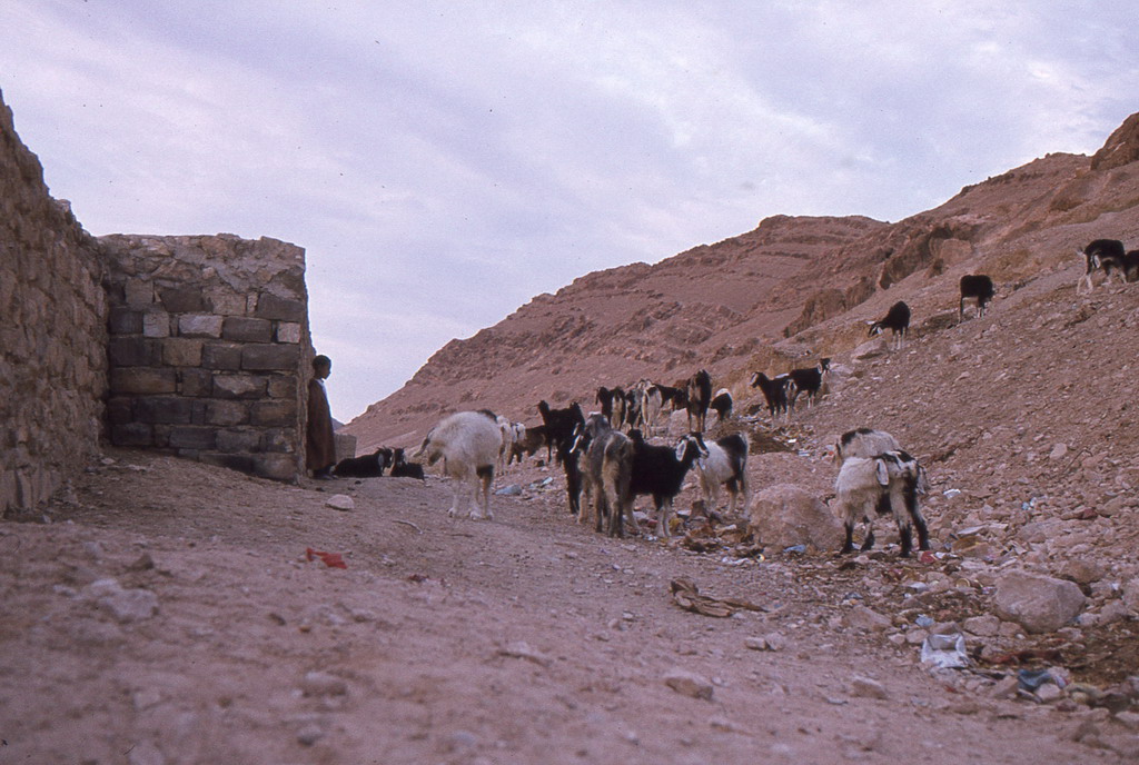 196.jpg