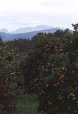 071.jpg 071.jpg