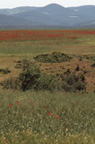 275.jpg 275.jpg